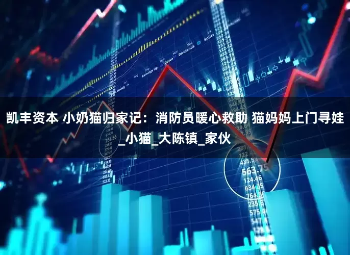 凯丰资本 小奶猫归家记：消防员暖心救助 猫妈妈上门寻娃_小猫_大陈镇_家伙